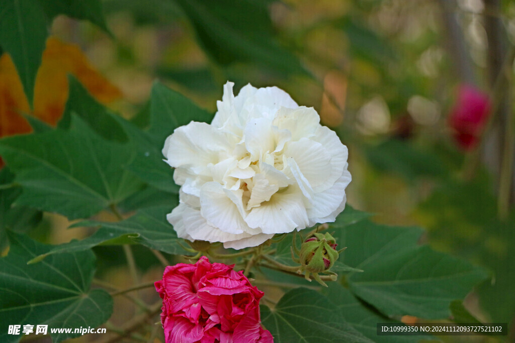 白色木芙蓉花