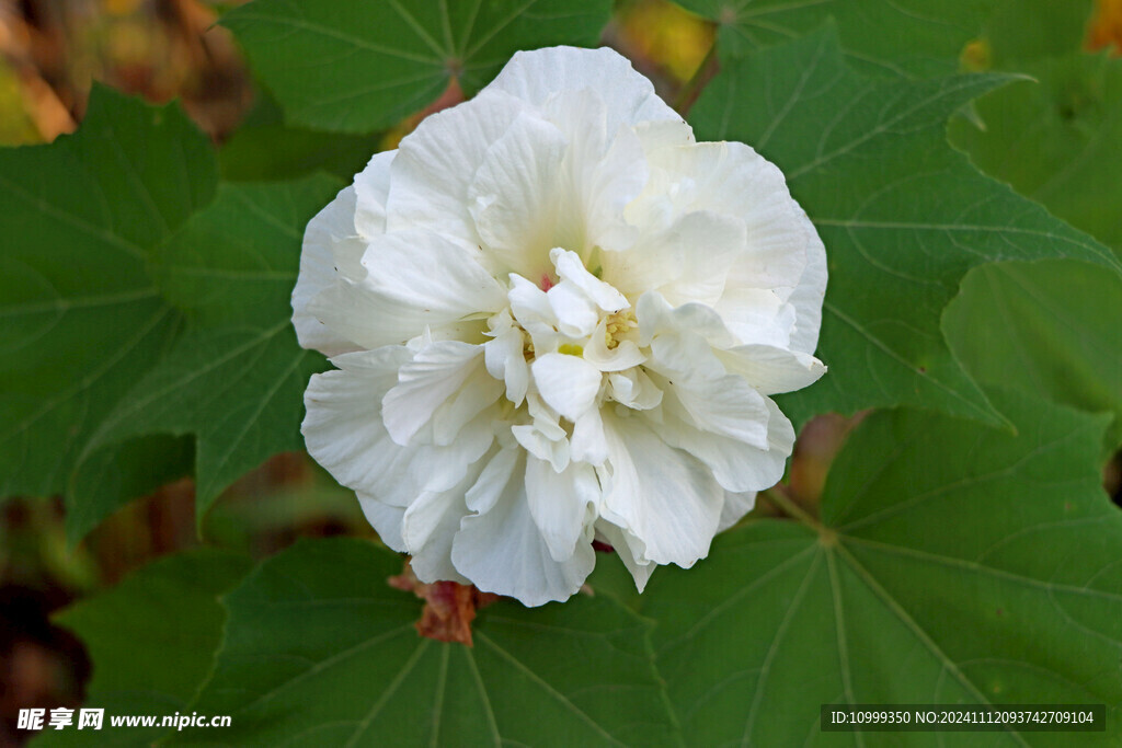 白色木芙蓉花