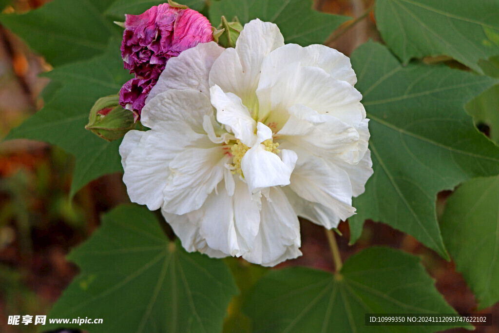 白色木芙蓉花