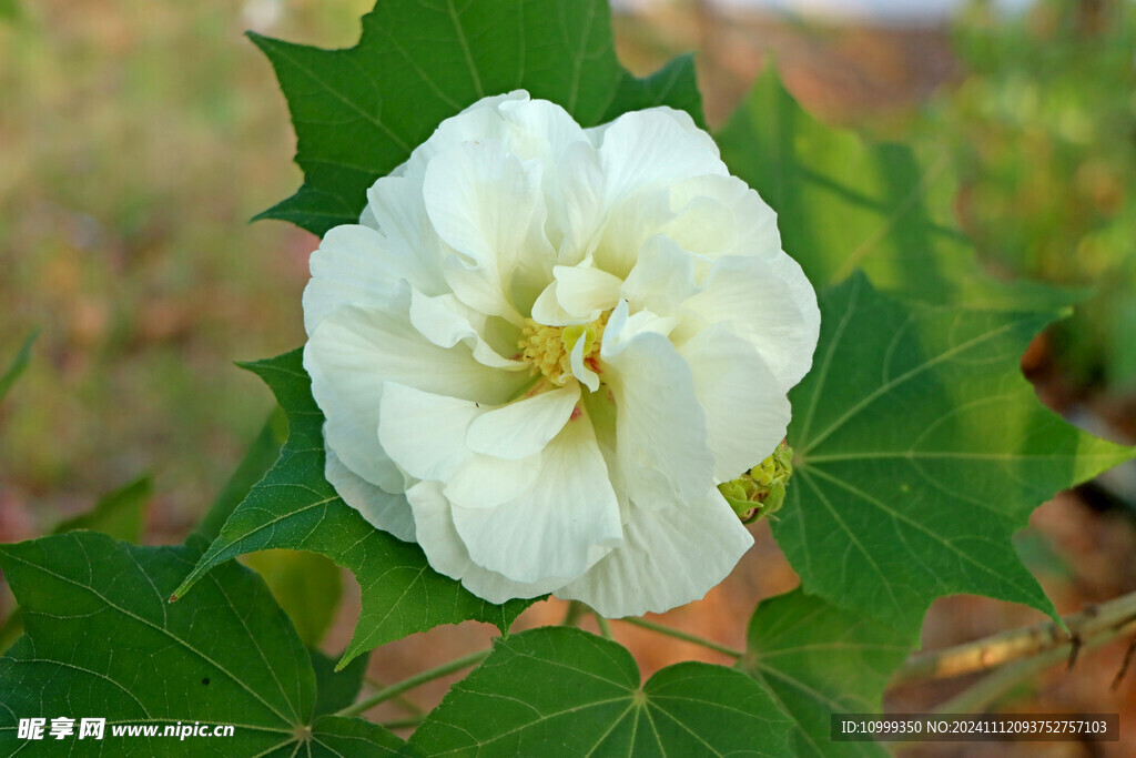 白色木芙蓉花