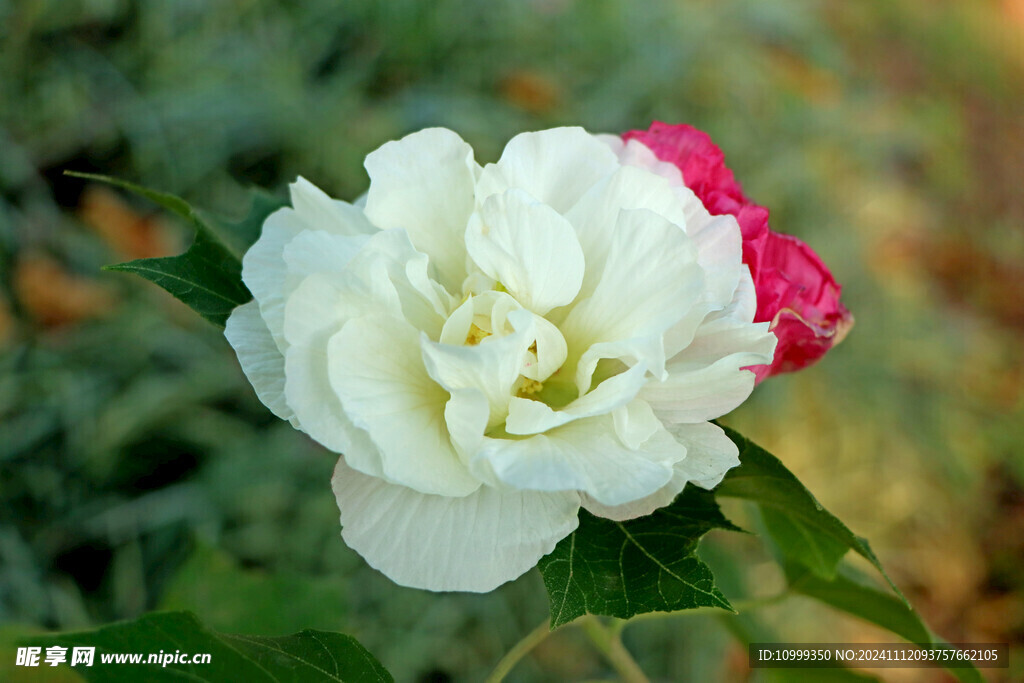 白色木芙蓉花
