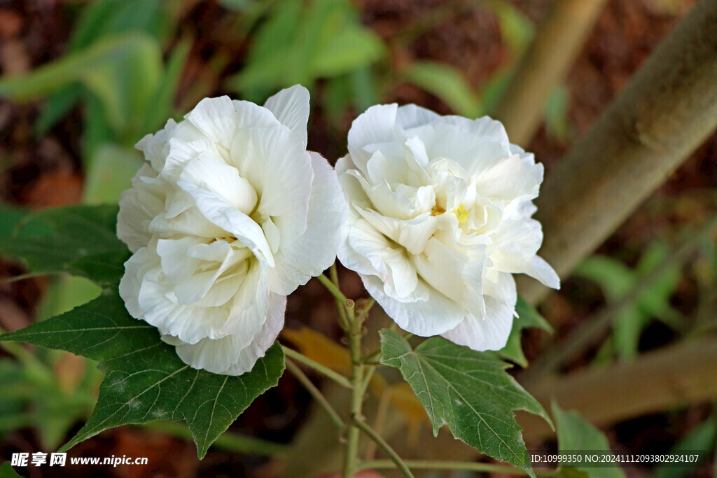 白色木芙蓉花