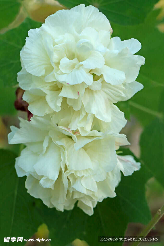 白色木芙蓉花