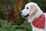 金毛猎犬
