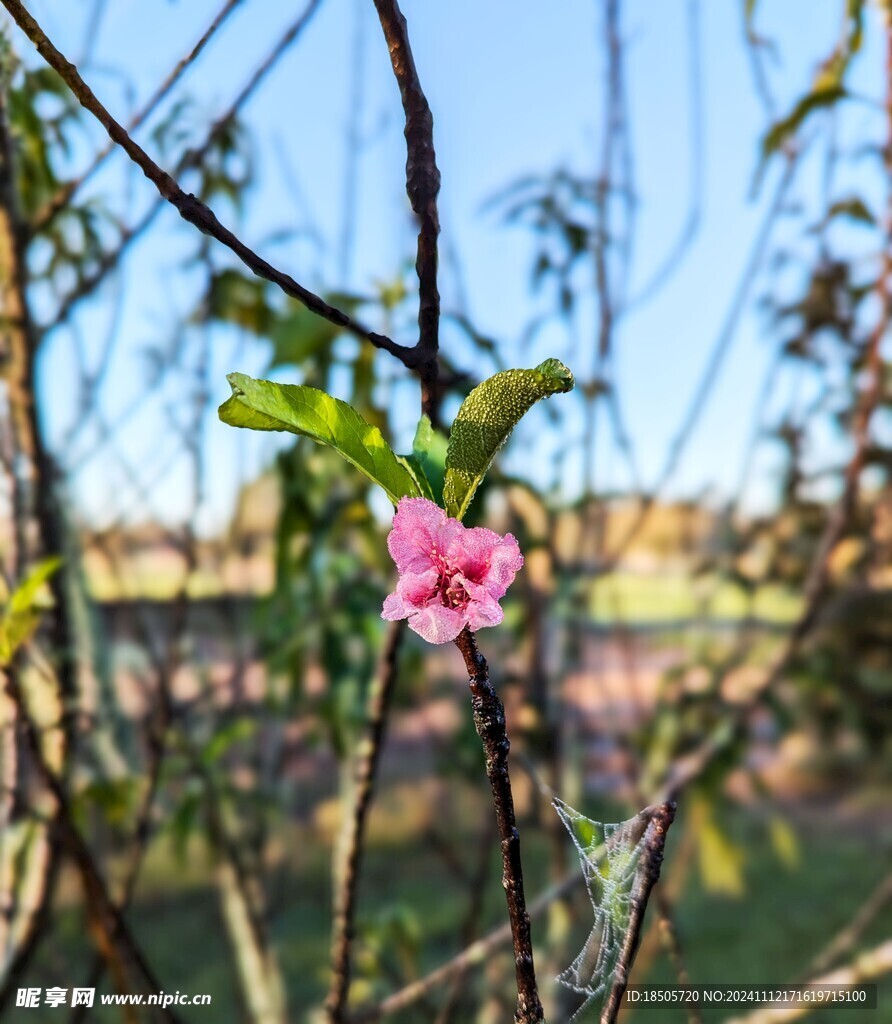 桃花