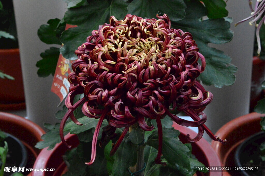 菊花 