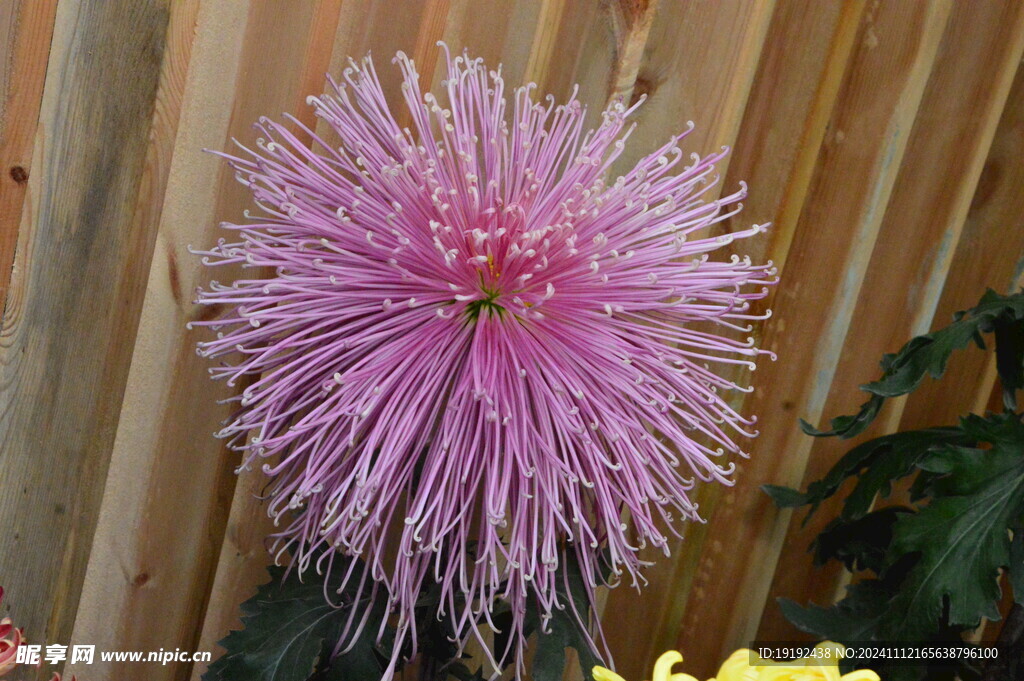 菊花  