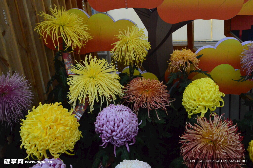菊花  