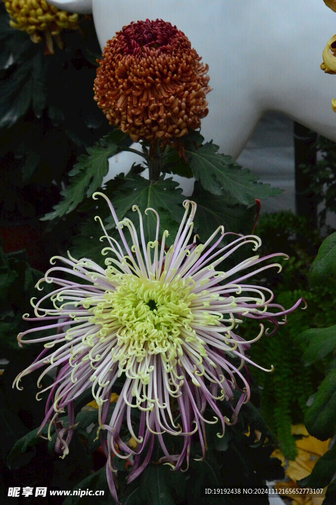 菊花 