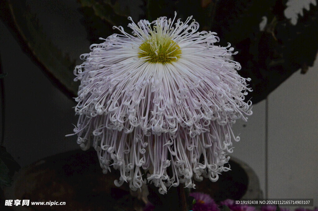 菊花  