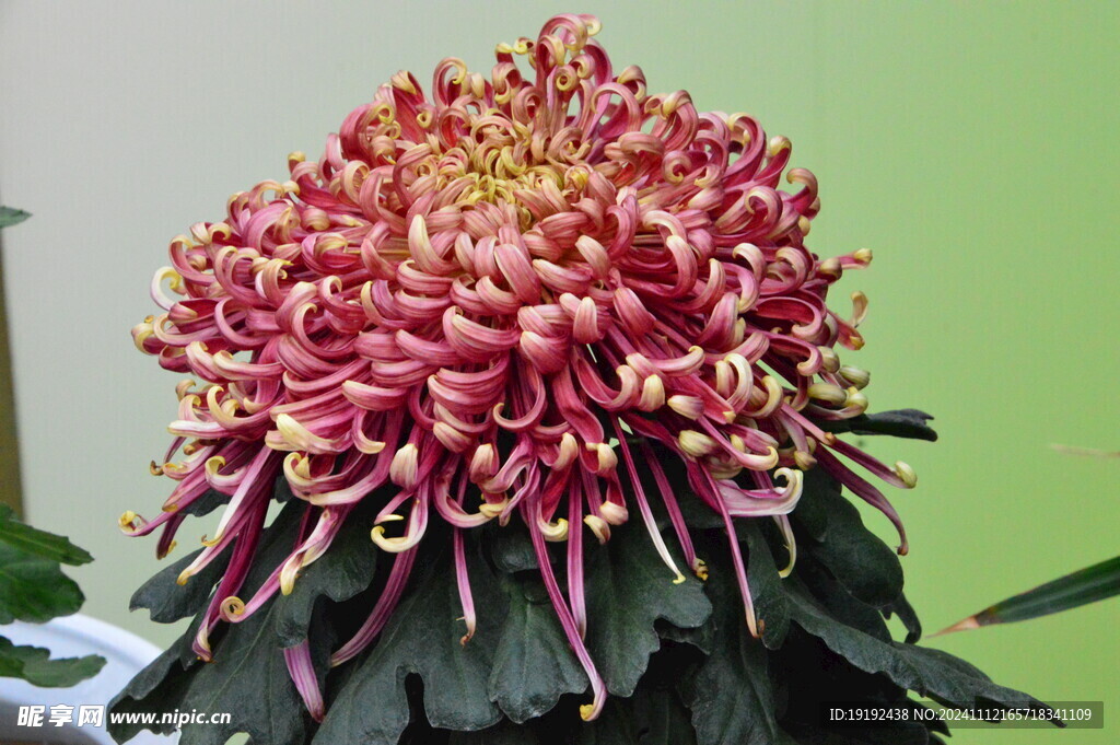 菊花 