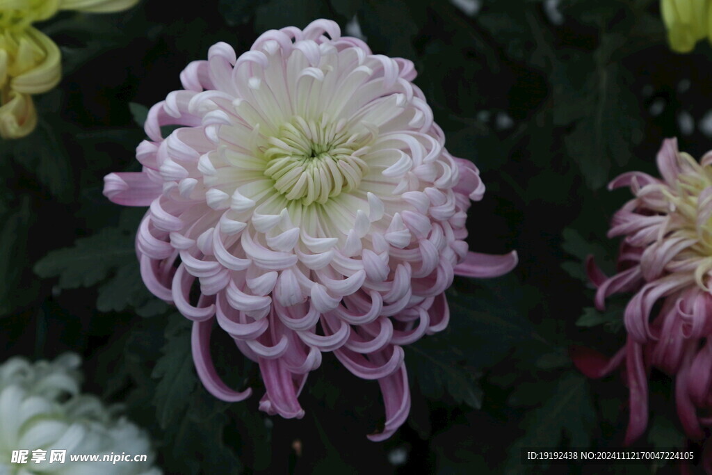 菊花  