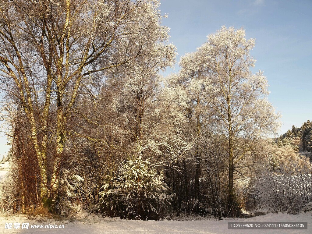 冬日雪景  