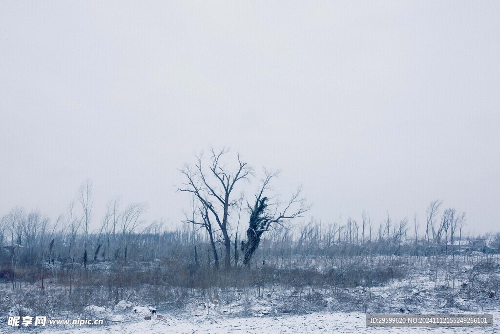 冬日雪景  