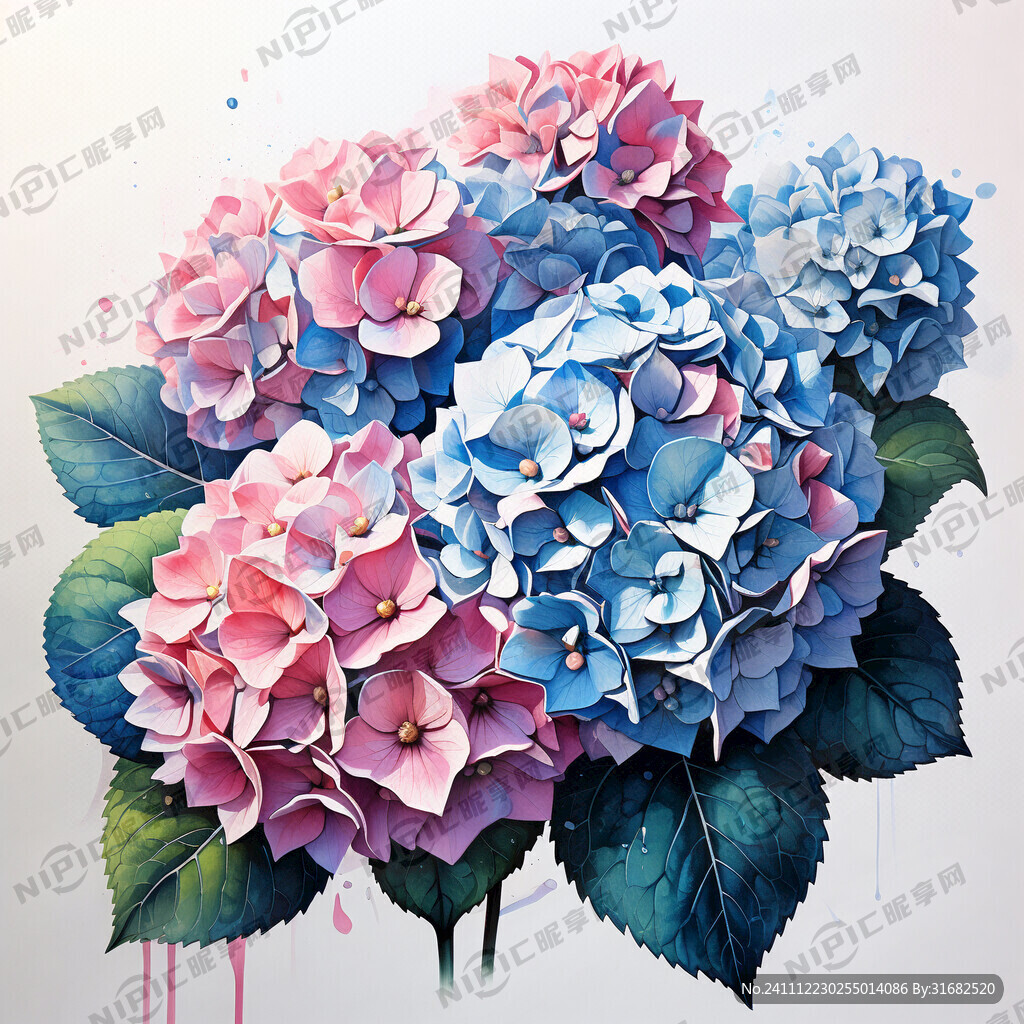 彩绘 绣球花 蓝色 粉色 素描