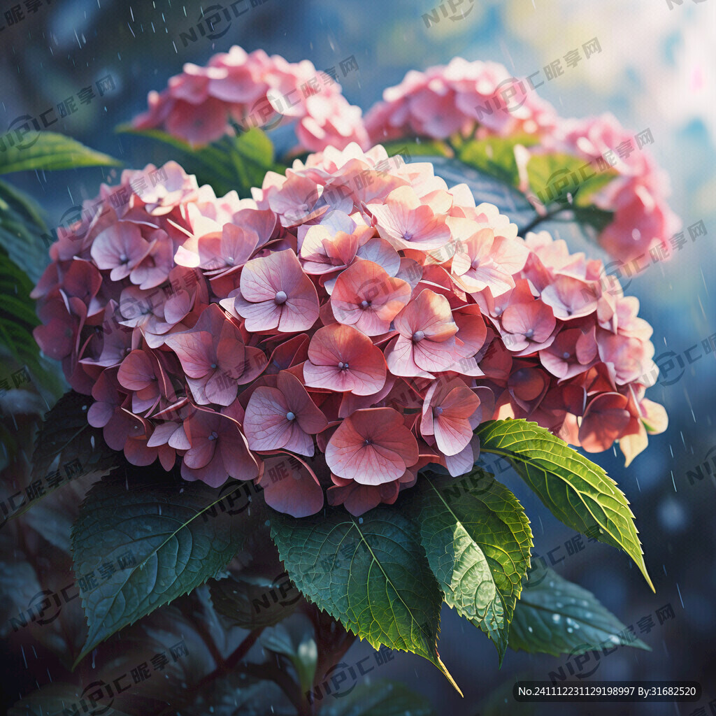 绣球花 手绘
