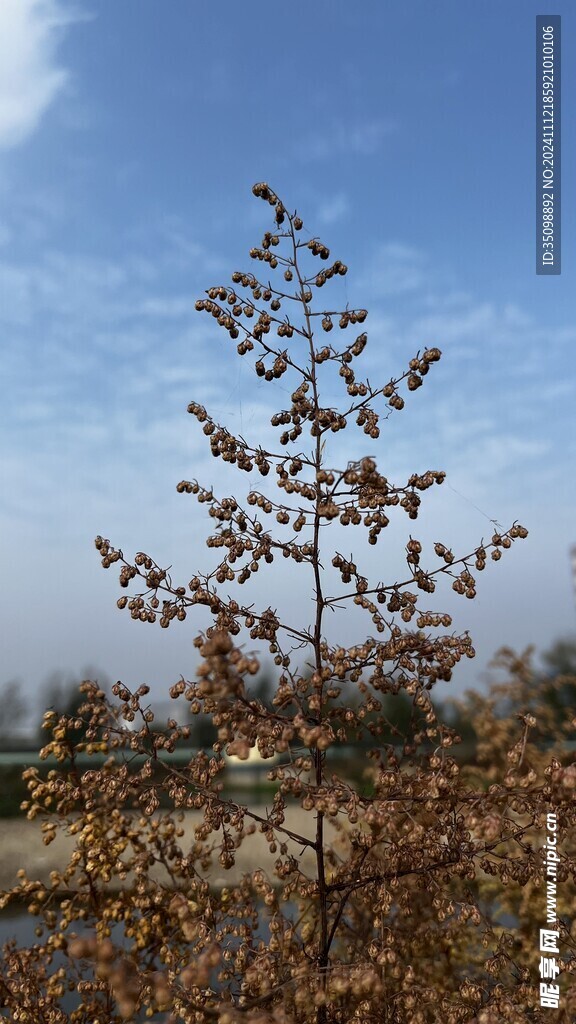 草球