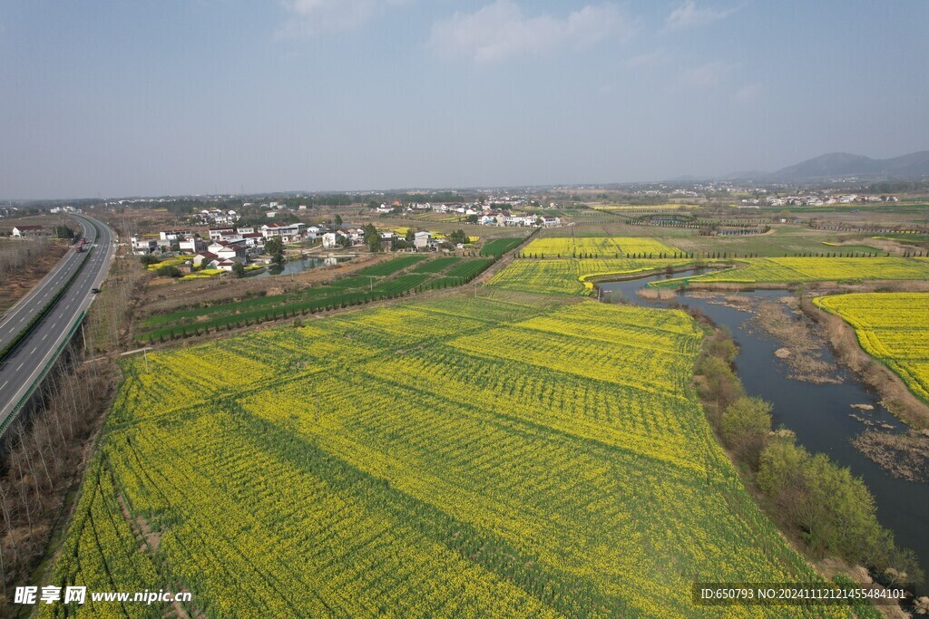 油菜花