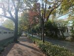 园林景观