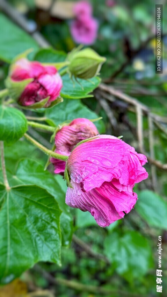 木芙蓉