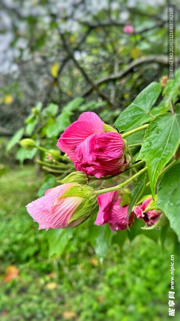 木绒花