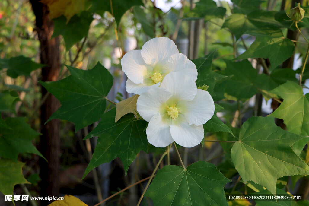 白色木芙蓉花