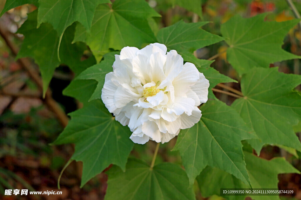 白色木芙蓉花