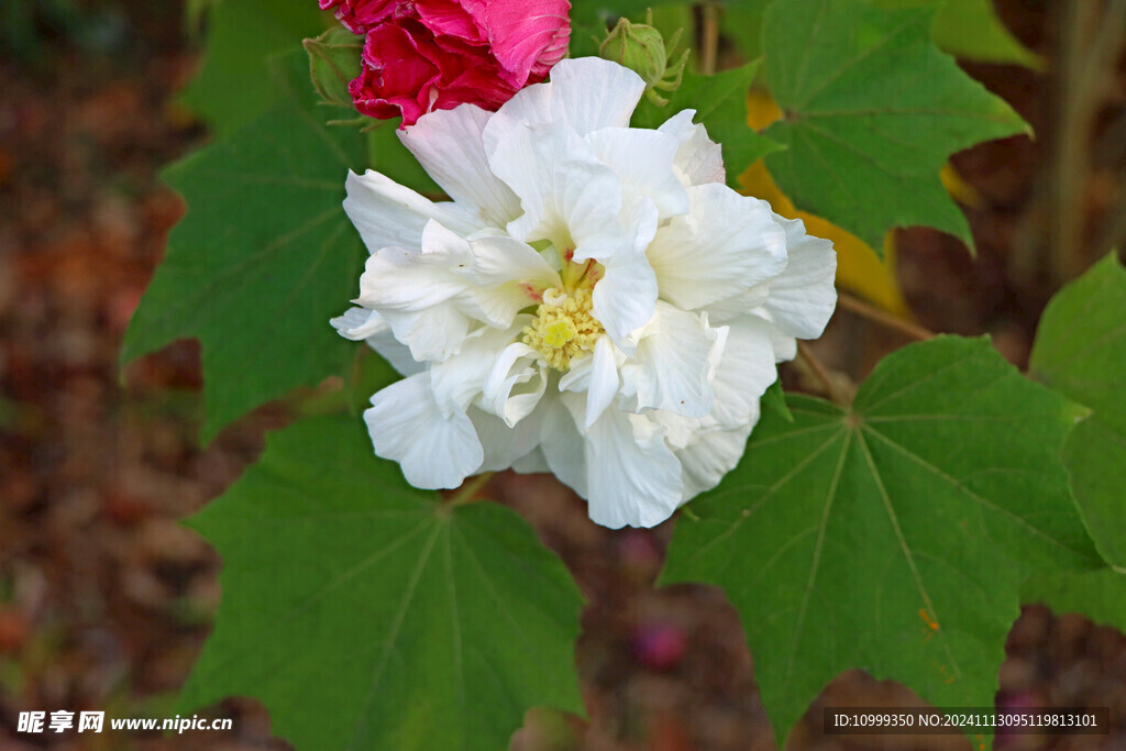 白色木芙蓉花