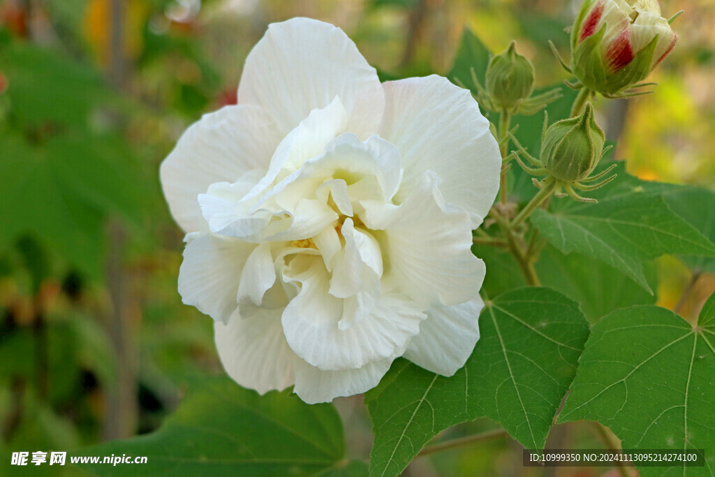 白色木芙蓉花