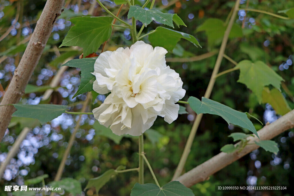 白色木芙蓉花