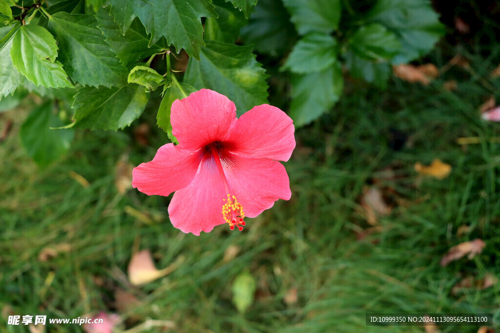 扶桑花