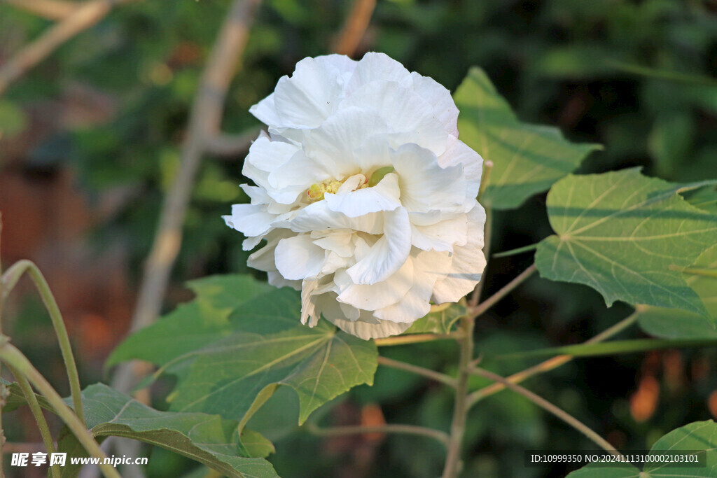 白色木芙蓉花