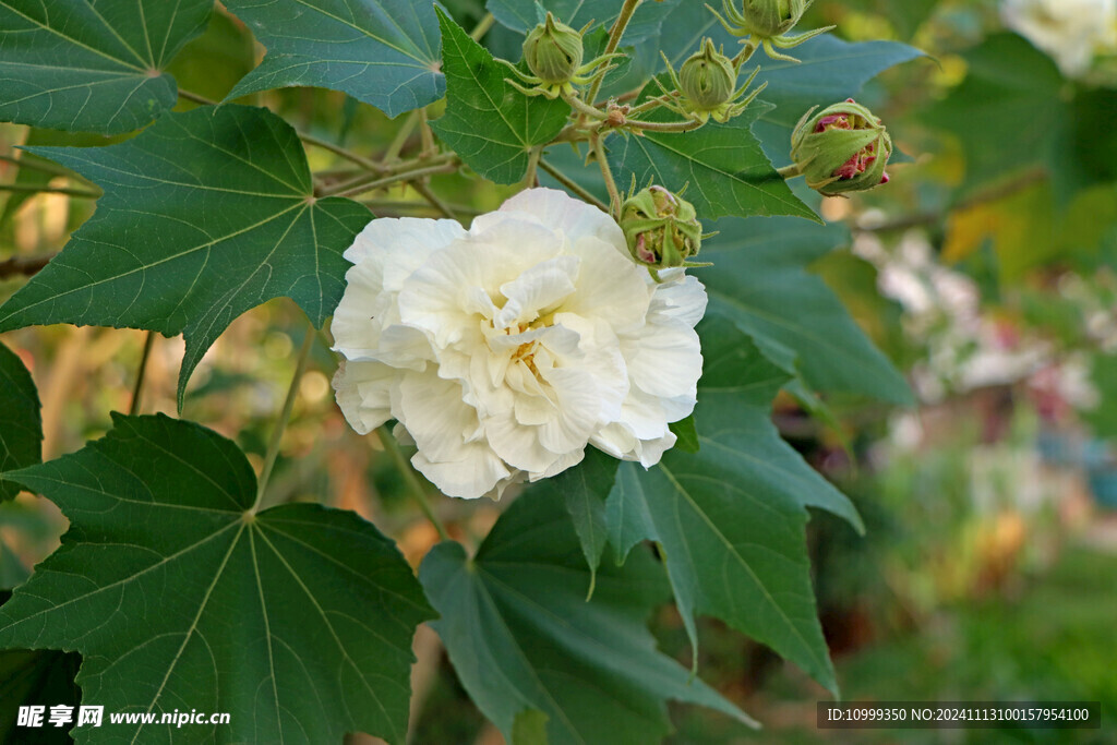 白色木芙蓉花