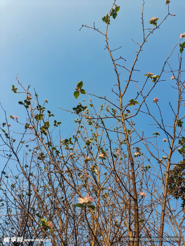 海棠花