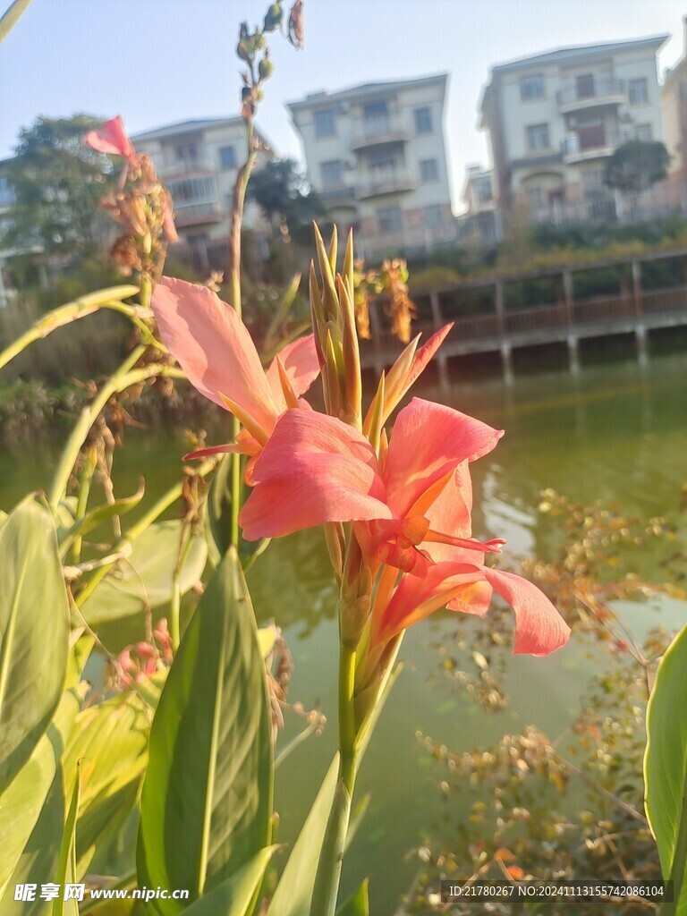 美人蕉的花朵