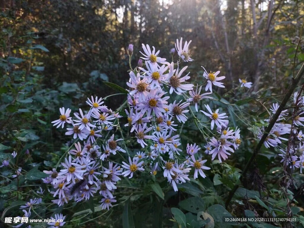 太阳花