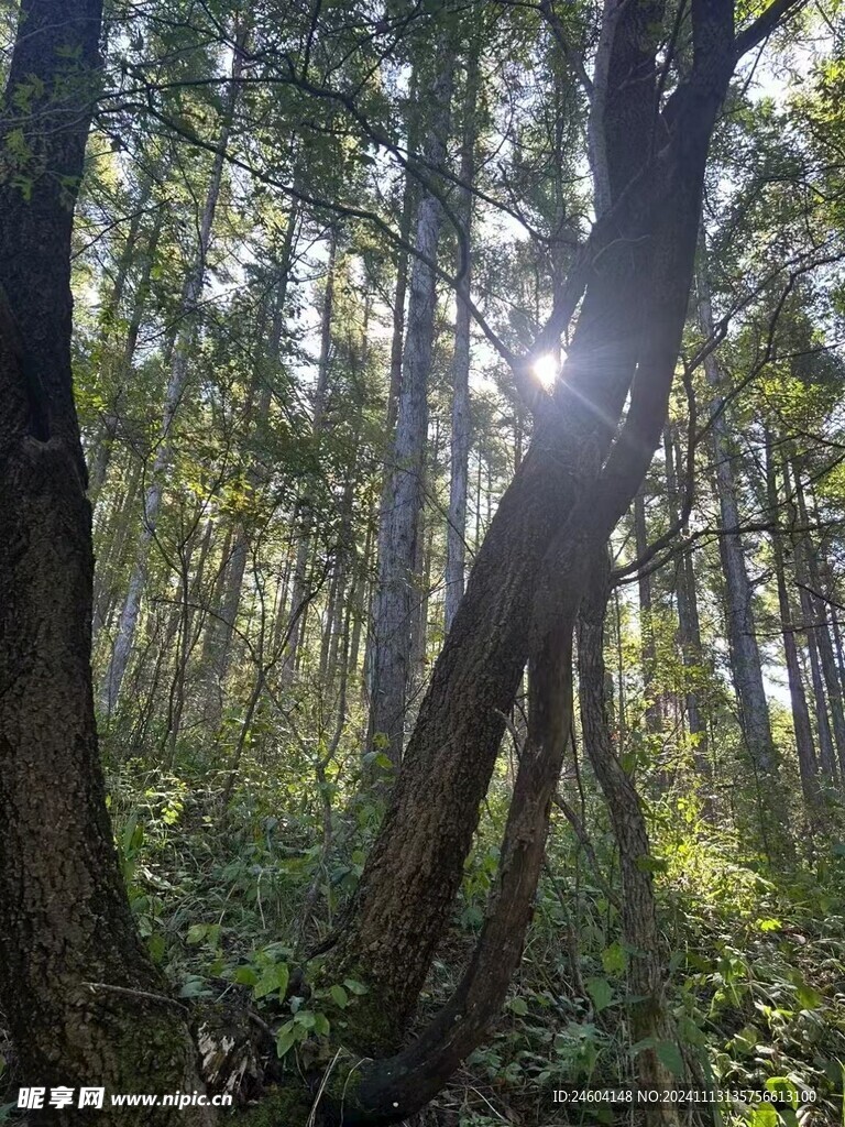 森林