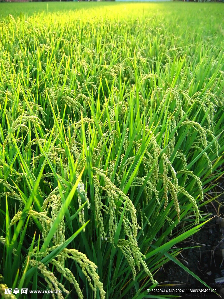 水稻 稻田