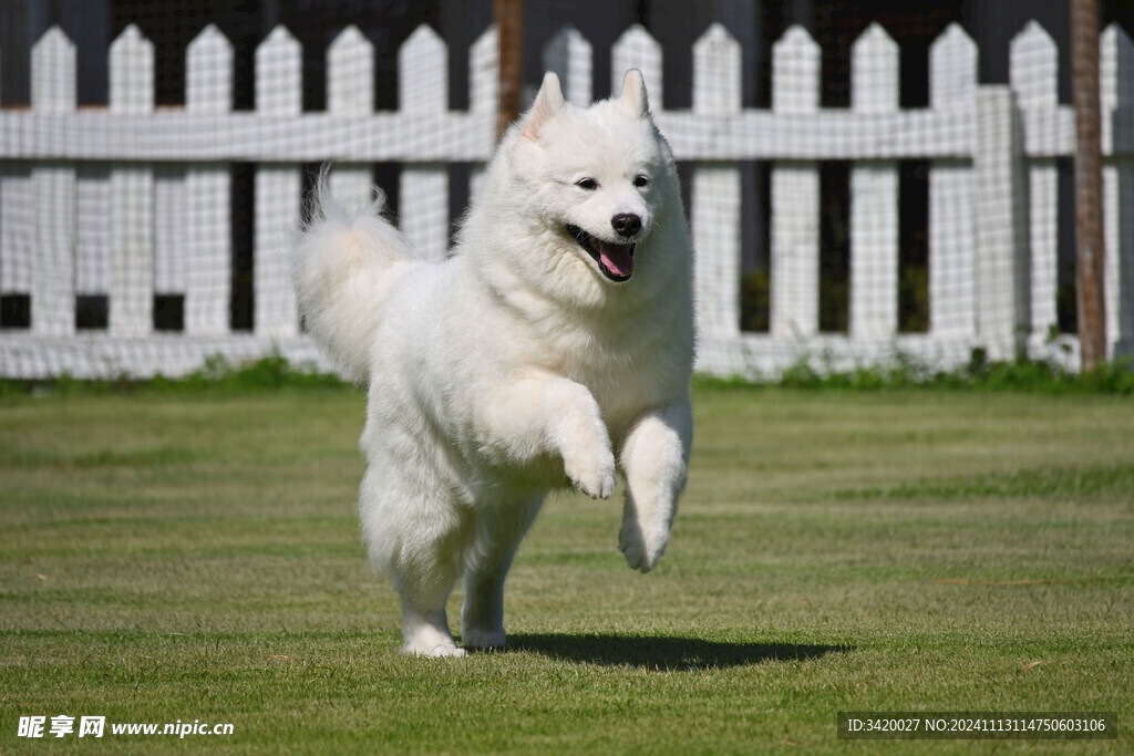 萨摩耶犬