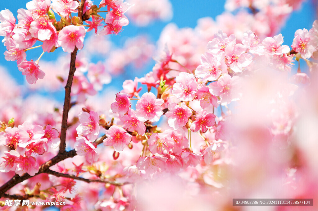 桃花