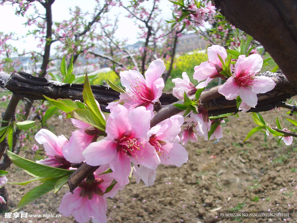 桃花