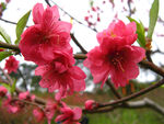 红桃花