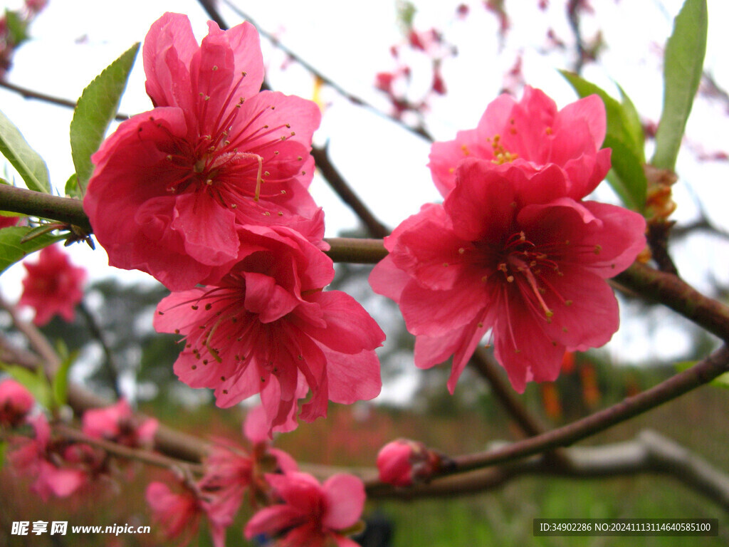 红桃花
