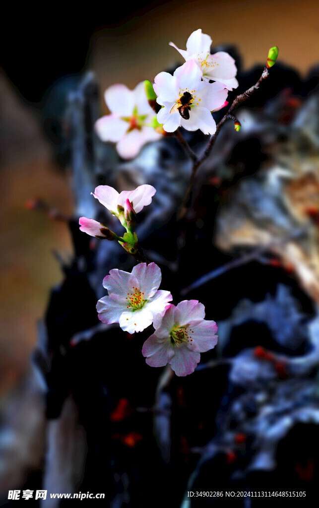 桃花花朵