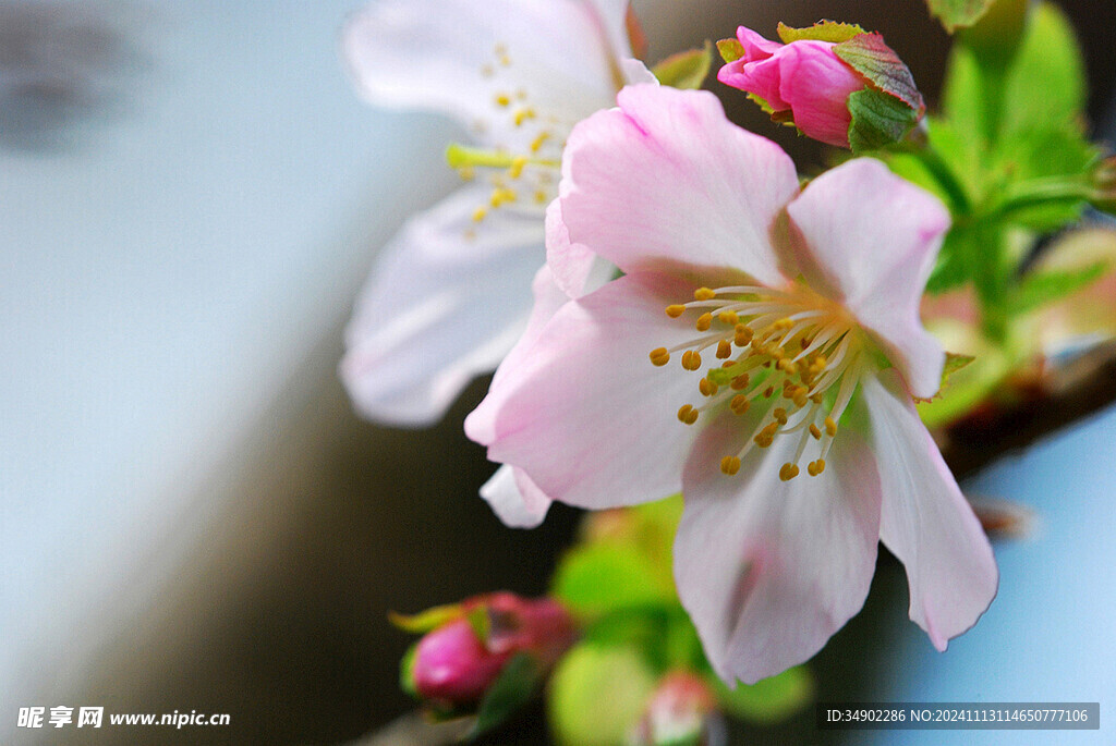 白桃花