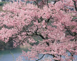 桃花树