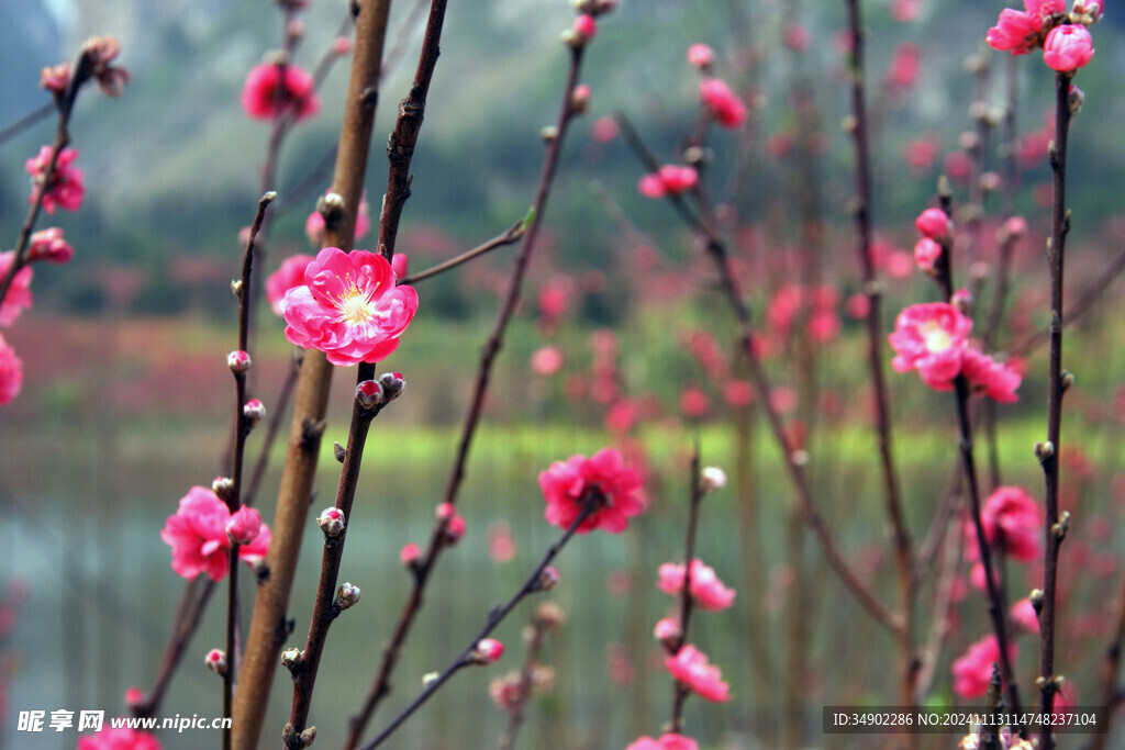 红桃花