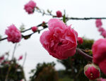 红桃花