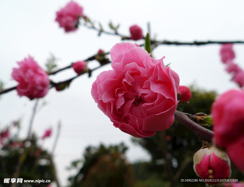 红桃花