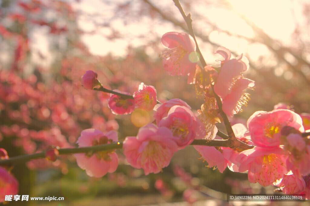 桃花